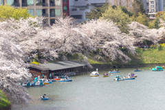 千鳥ヶ淵サクラ