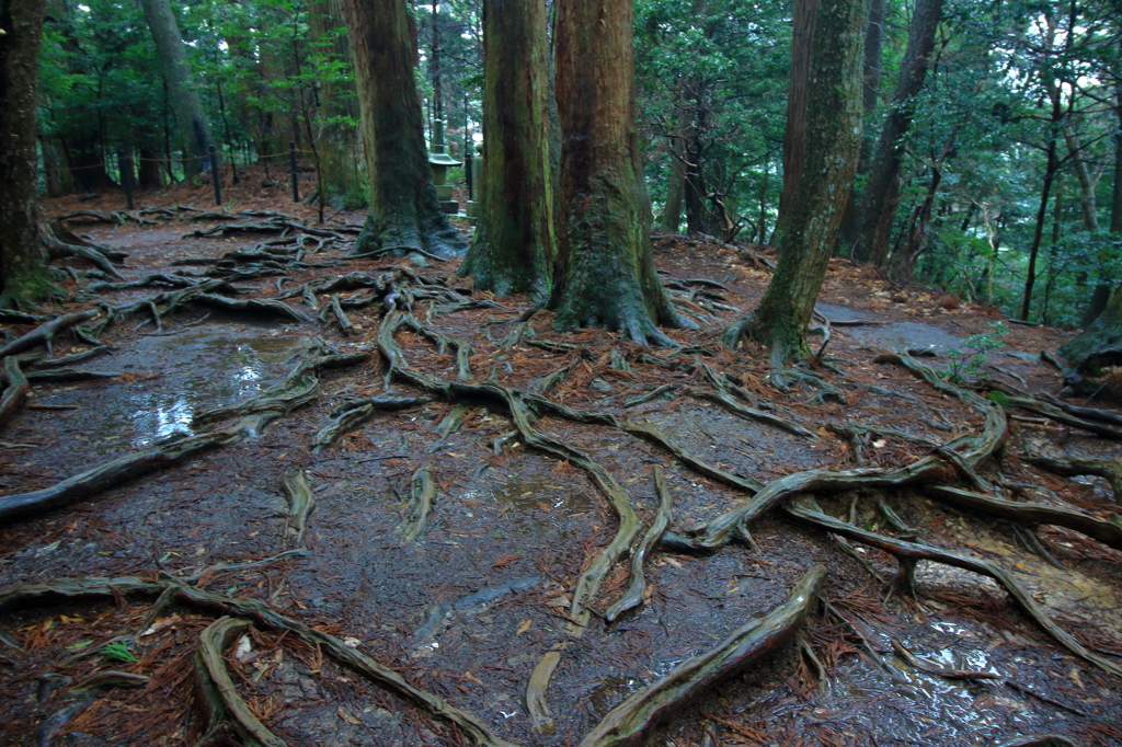 根の道