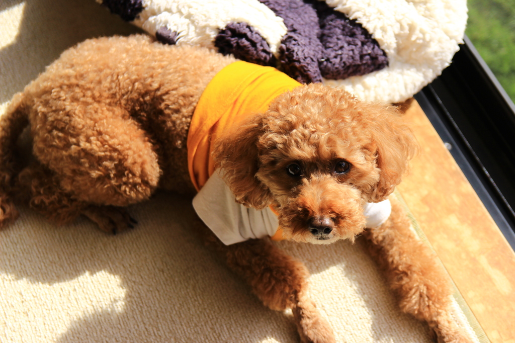 愛犬コレクション#2