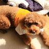 愛犬コレクション#2