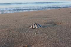 Seashell