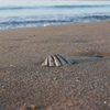 Seashell
