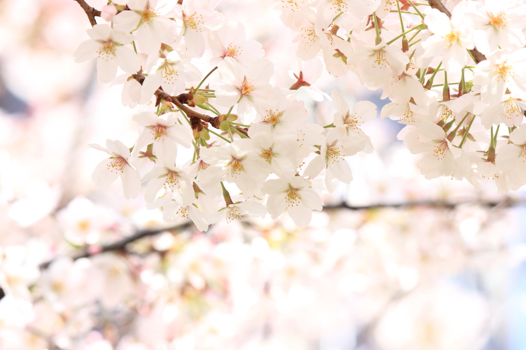 SAKURA