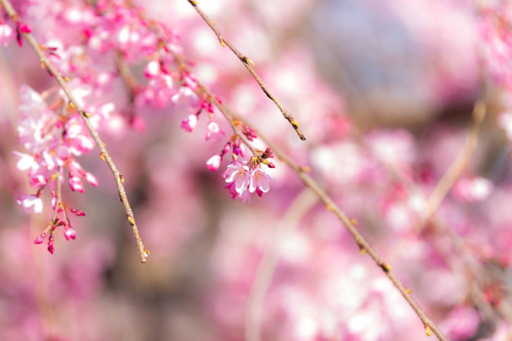桜に彩りを…
