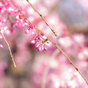 桜に彩りを…
