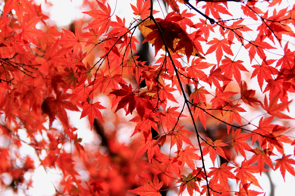 紅葉