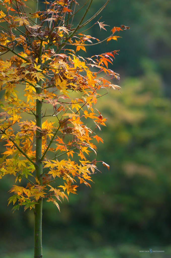 Autumn Tree