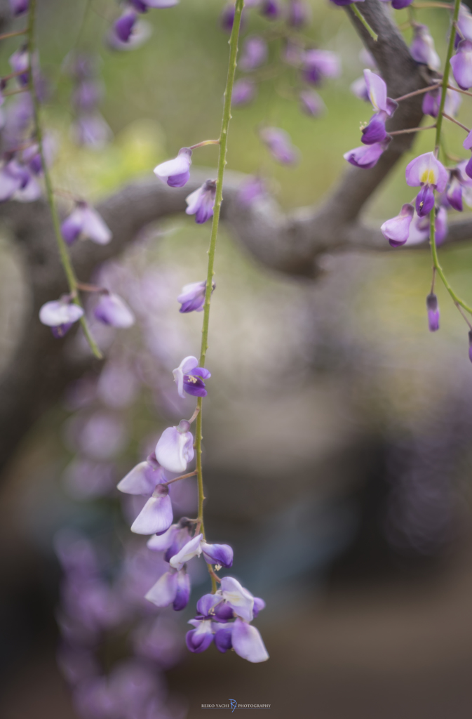 曇のち藤の花