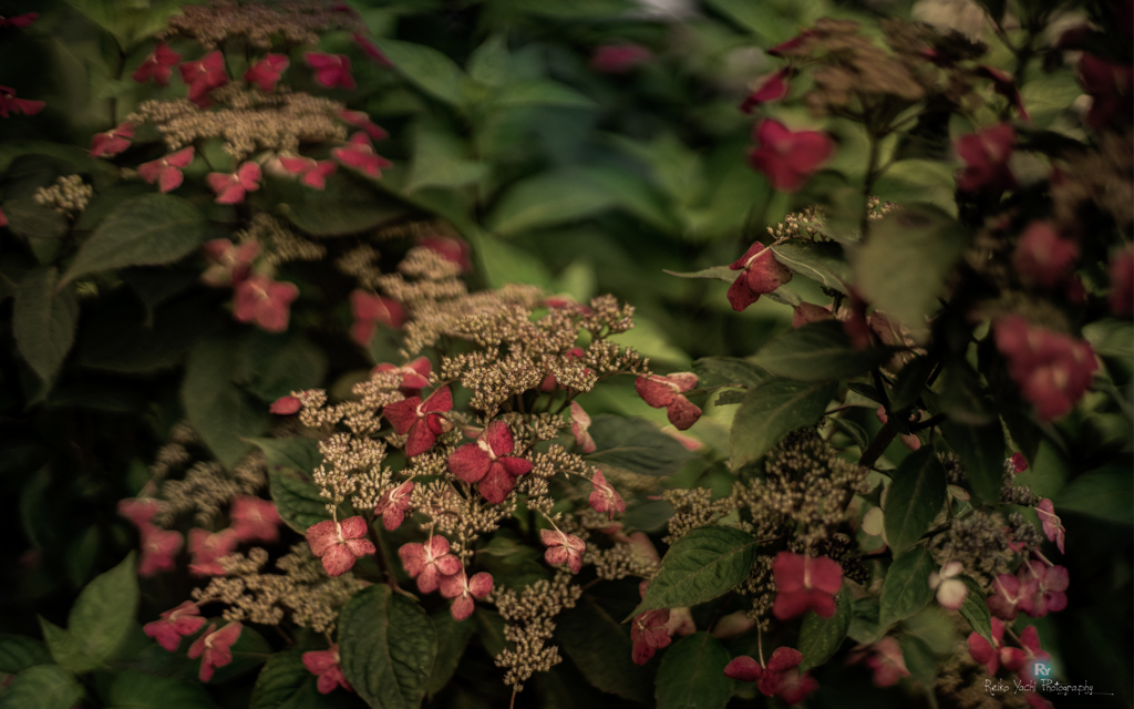 Quiet Hydrangea