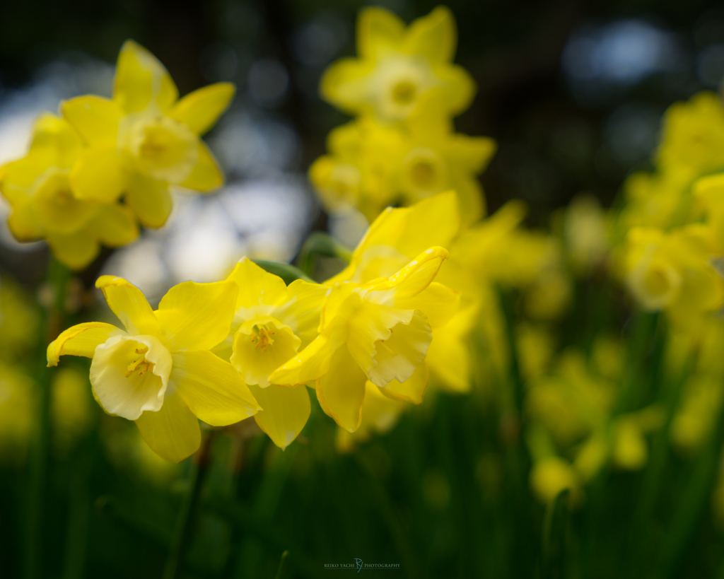 Spring Yellow