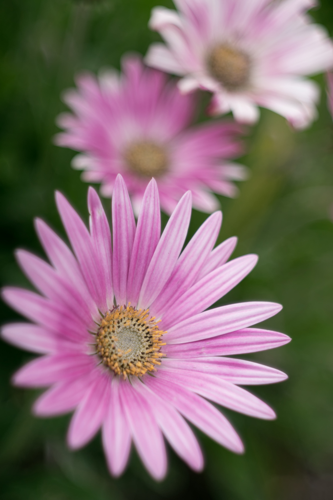 Pretty in Pink