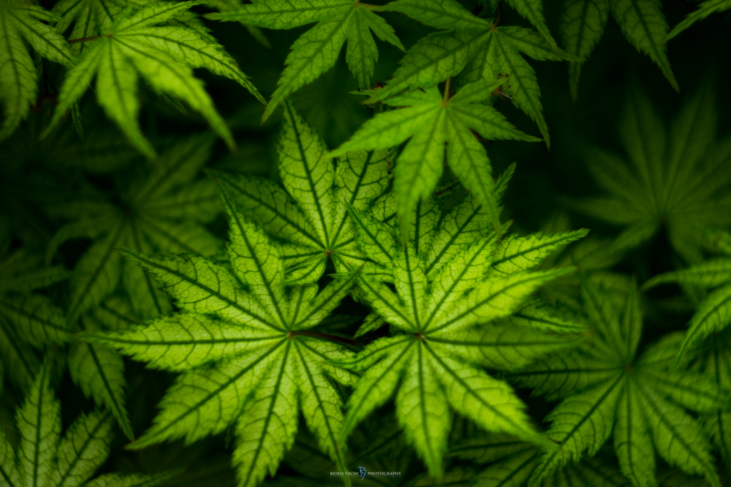 Green Maple