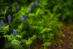 Grape Hyacinth 