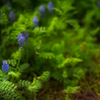 Grape Hyacinth 
