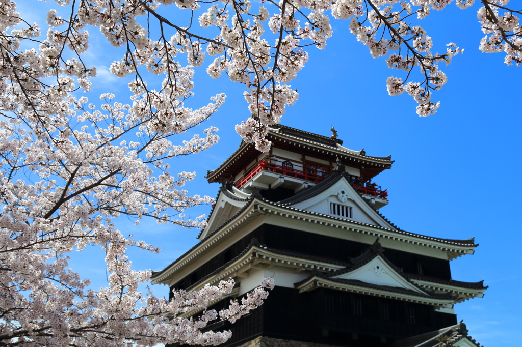 清洲城と桜