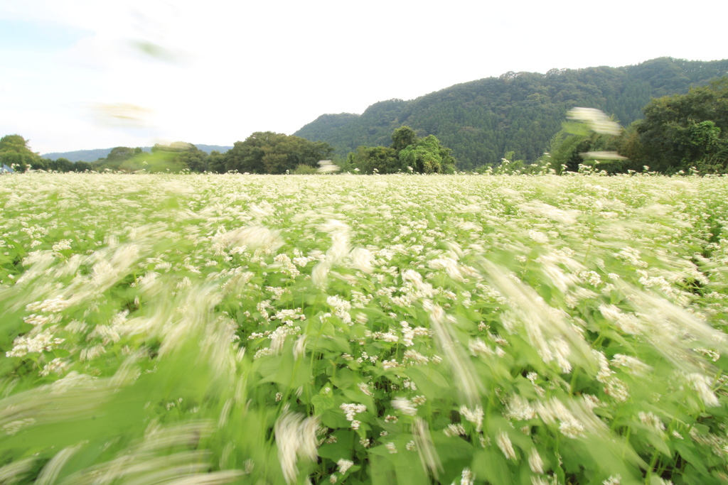 蕎麦