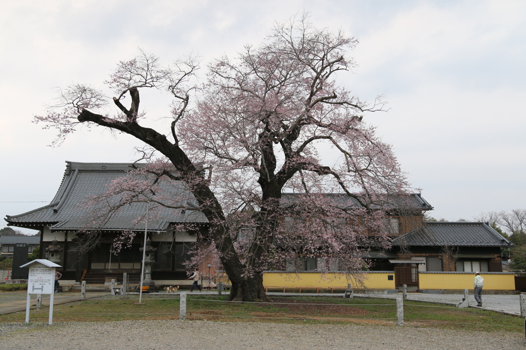 江戸彼岸桜2