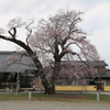 江戸彼岸桜2