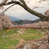 晩春