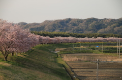 さくら並木