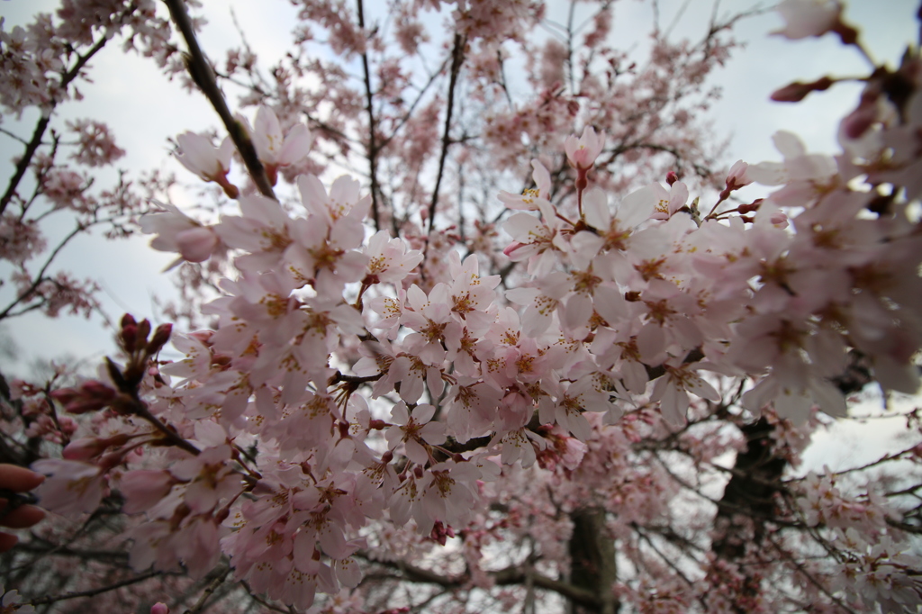 江戸彼岸桜1