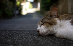 お昼寝日和