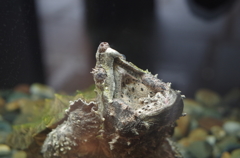 カミツキガメ