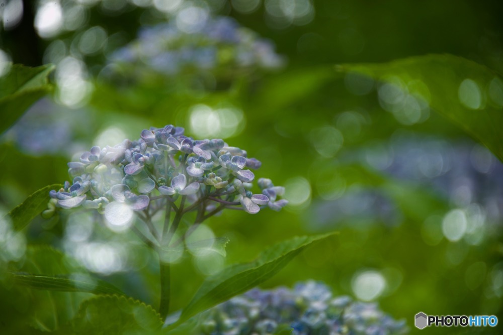 微笑みの紫陽花