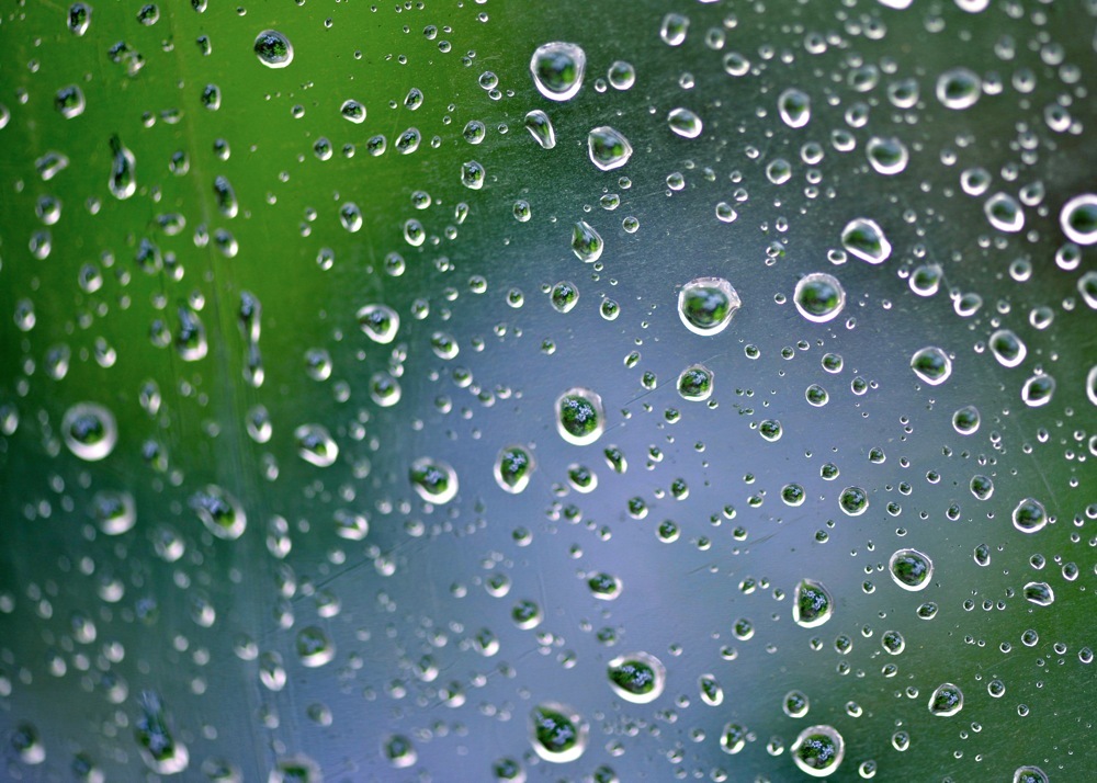 ビニ傘に咲いた『アガパンサス』