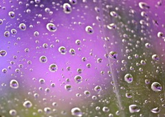 ビニ傘に咲いた『紫陽花』