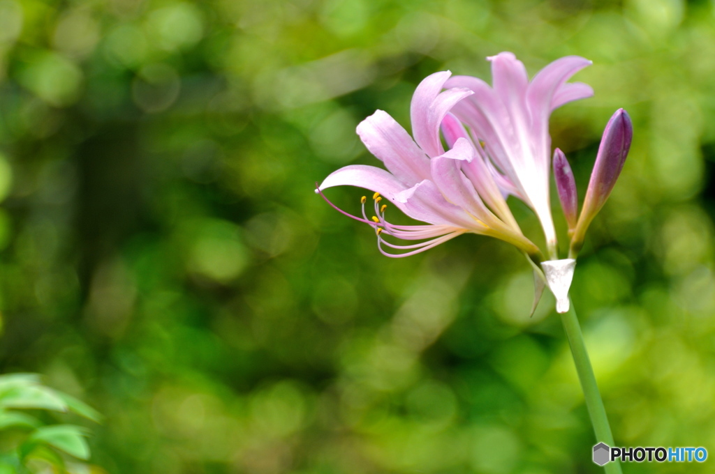 凛と咲く。。。