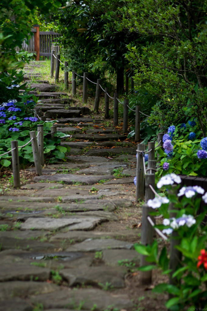 紫陽花咲く小路