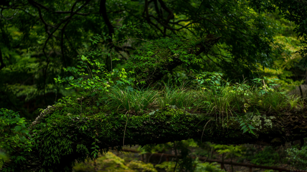 箕面公園其の⑤