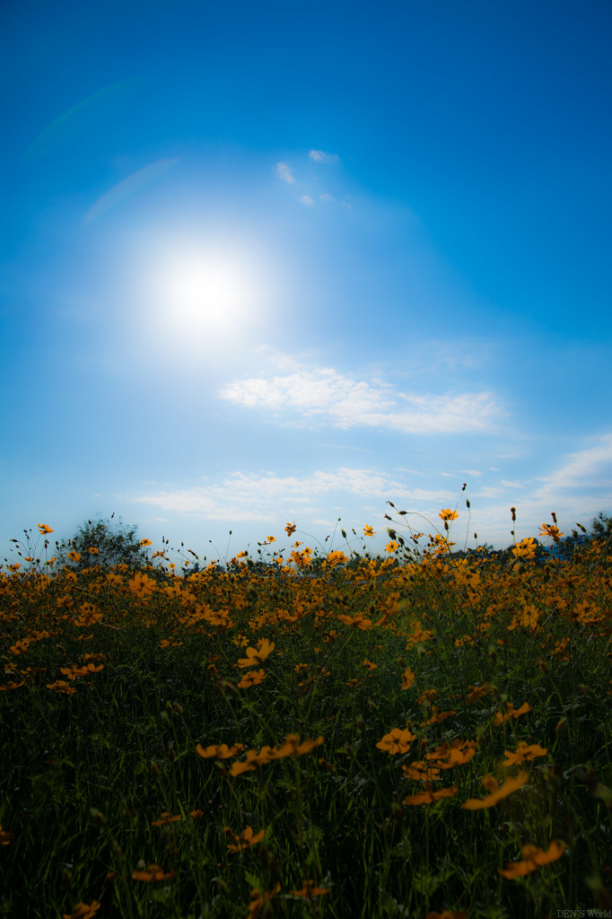 撮ってみた！　コスモスと空