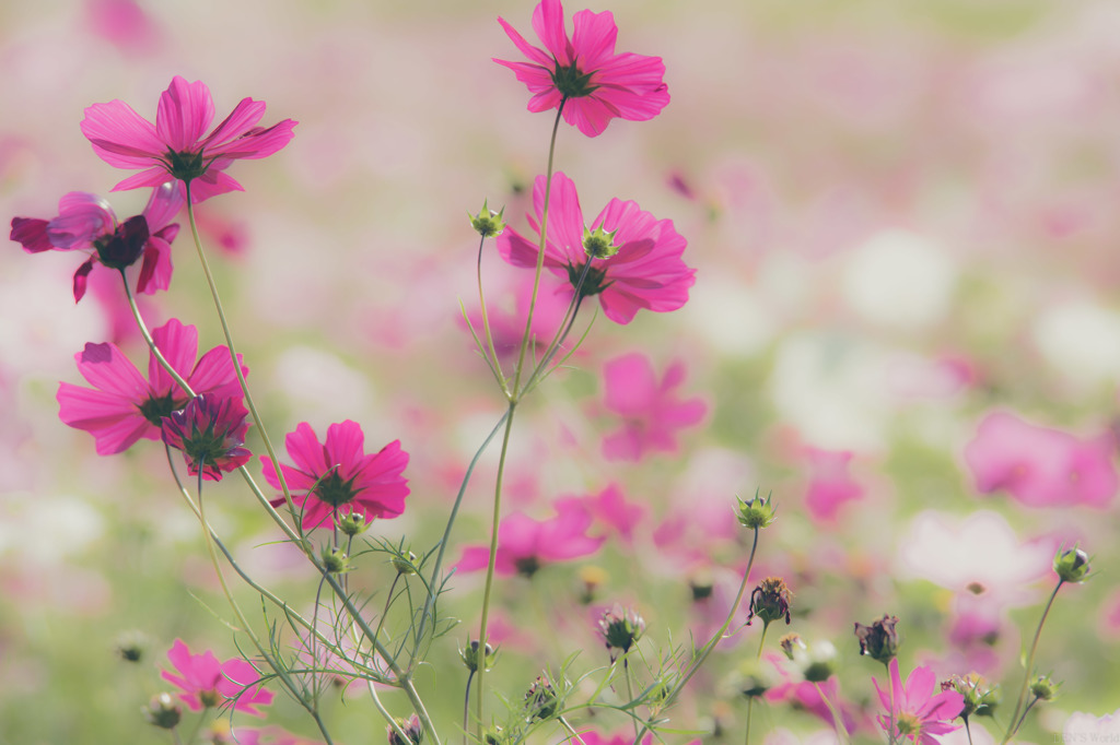 撮ってみた！秋桜