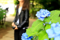 初カメラは紫陽花に…