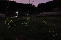 ほたる満開