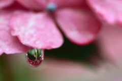 紫陽花から滴る紫陽花