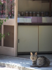 門番猫