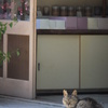 門番猫