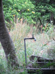 夏みかん畑の水道