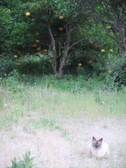 夏みかん畑の猫