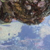 魚