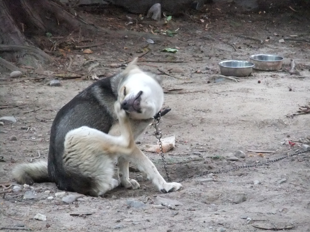 犬