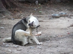 犬