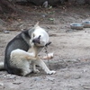 犬