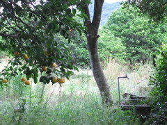 夏みかん畑の水道2
