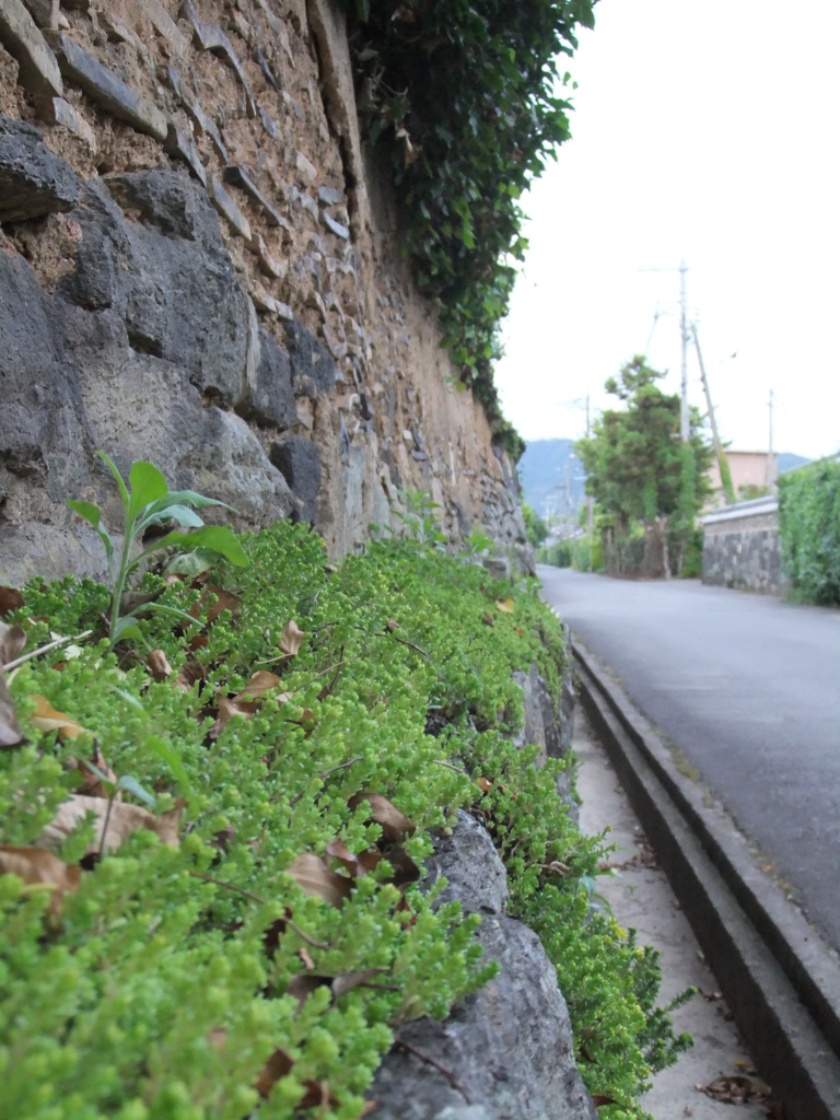 塀に生える草