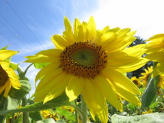 夏
