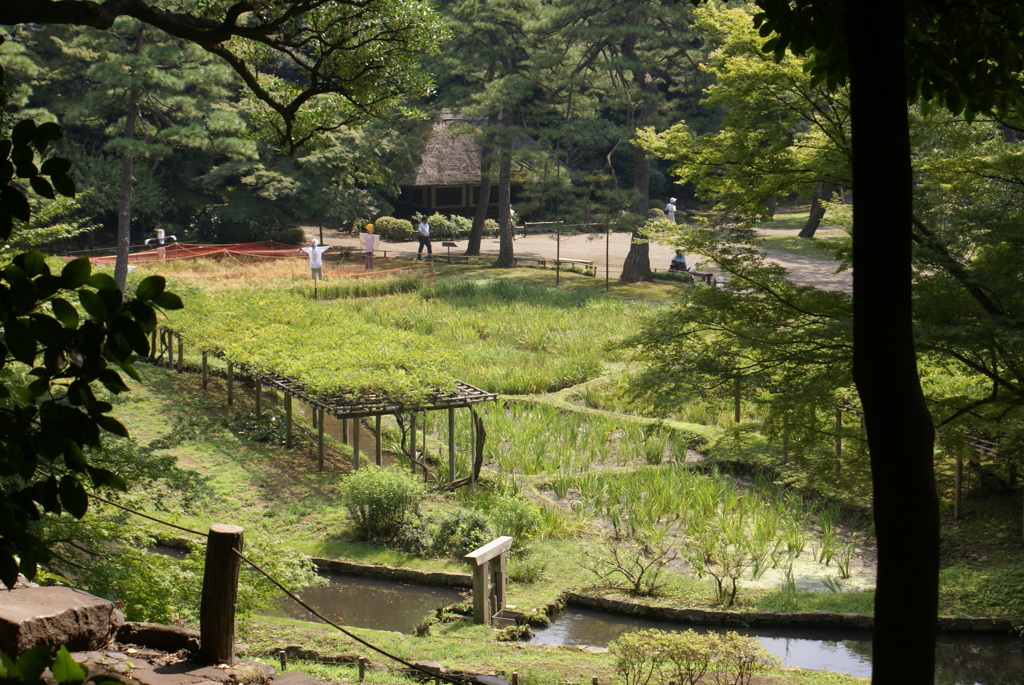 田んぼ全景